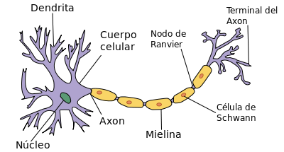 21- Sinapsis eléctricas y el&nbsp;éxtasis