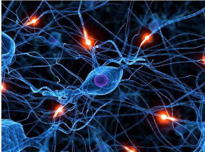 49- Principios del&nbsp;NeuroYoga